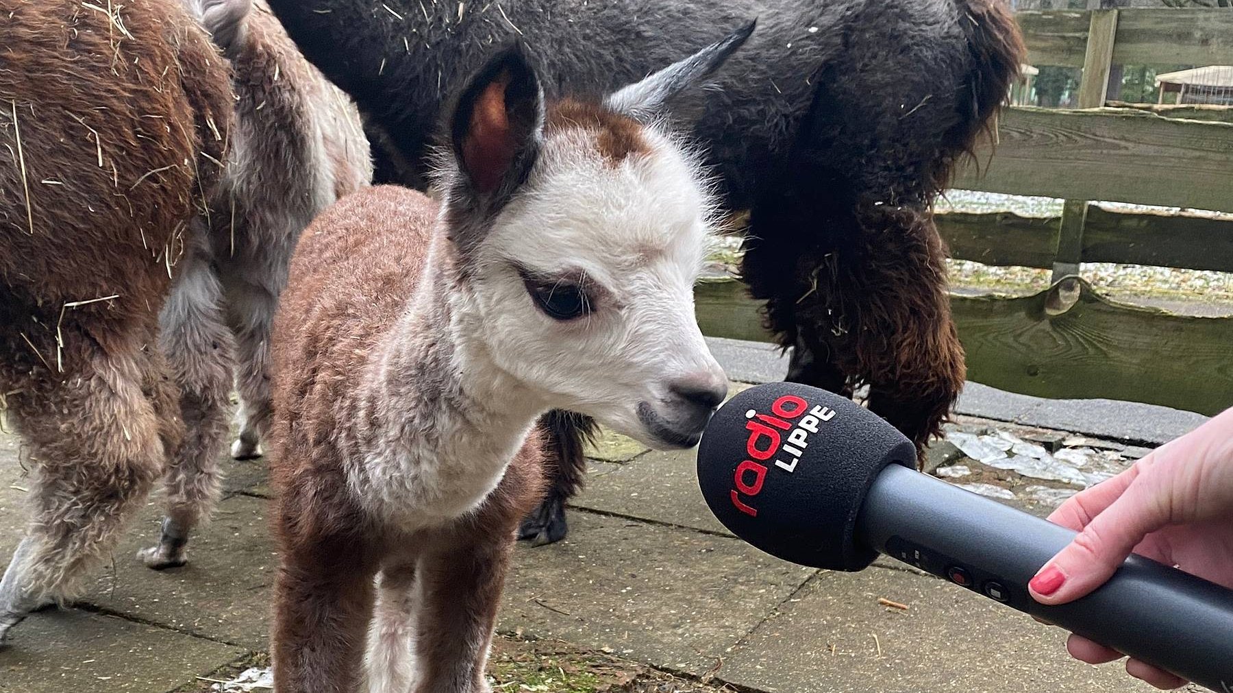 Babyalpaka